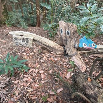 木の妖精🧚モックが居ます