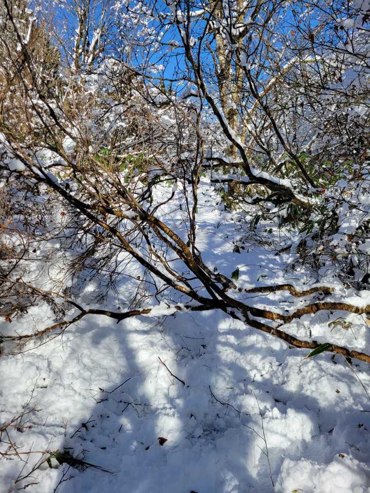 障害物を乗り越えます🌲