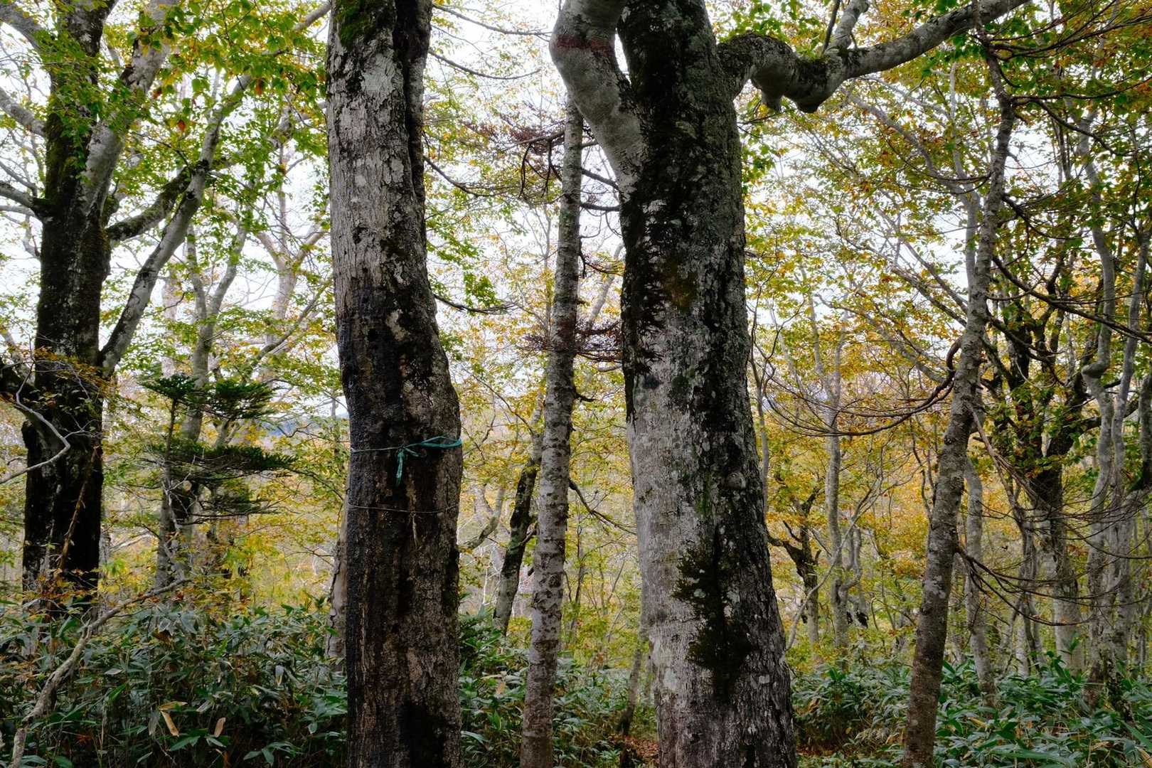 静かで綺麗な森