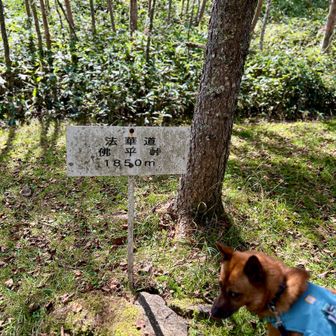 まだまだ元気🐕