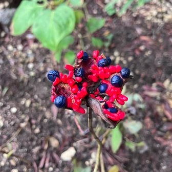 🔴●   紅花山芍薬の種　●🔴
倒れていた茎を起こしました👍