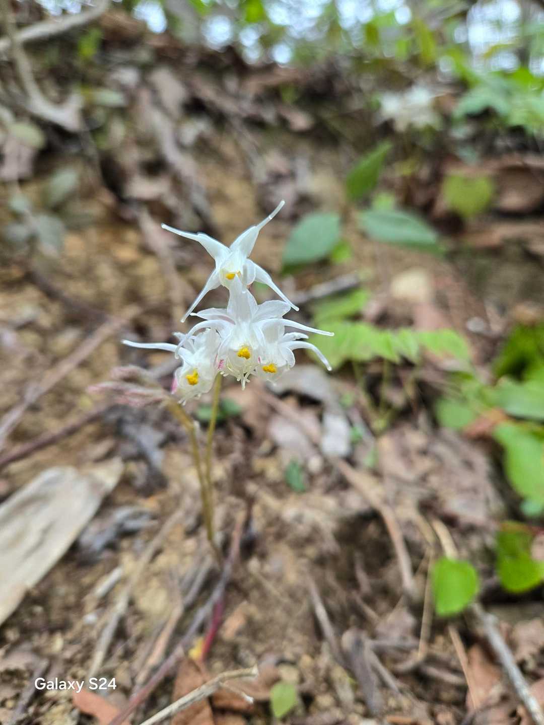 城山登山口-城山 往復コースの写真
