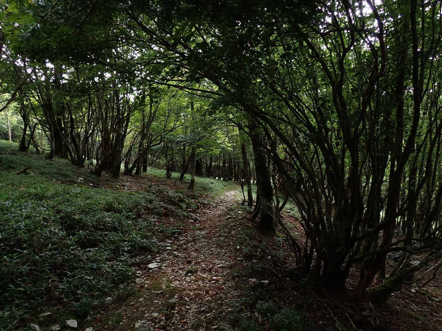 丸笹山 周回コースの写真