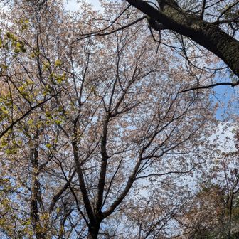 ありがとう
鳥も鳴いてくれた🦜
