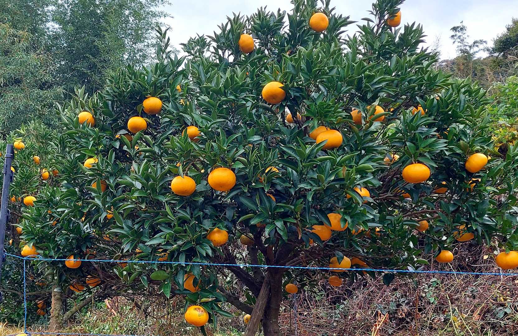 登山入り口はミカン🍊の鈴なり🎶