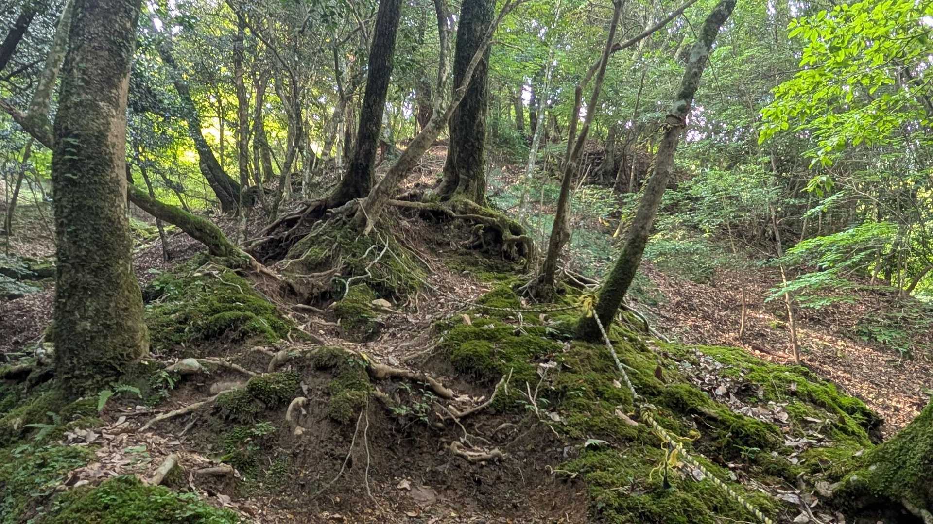 上りはキツイが虫がいなかったので良かった🎵