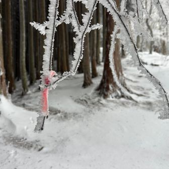 ピンテにも霧氷が