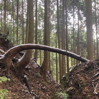 この道　ちょっと歩きにくい