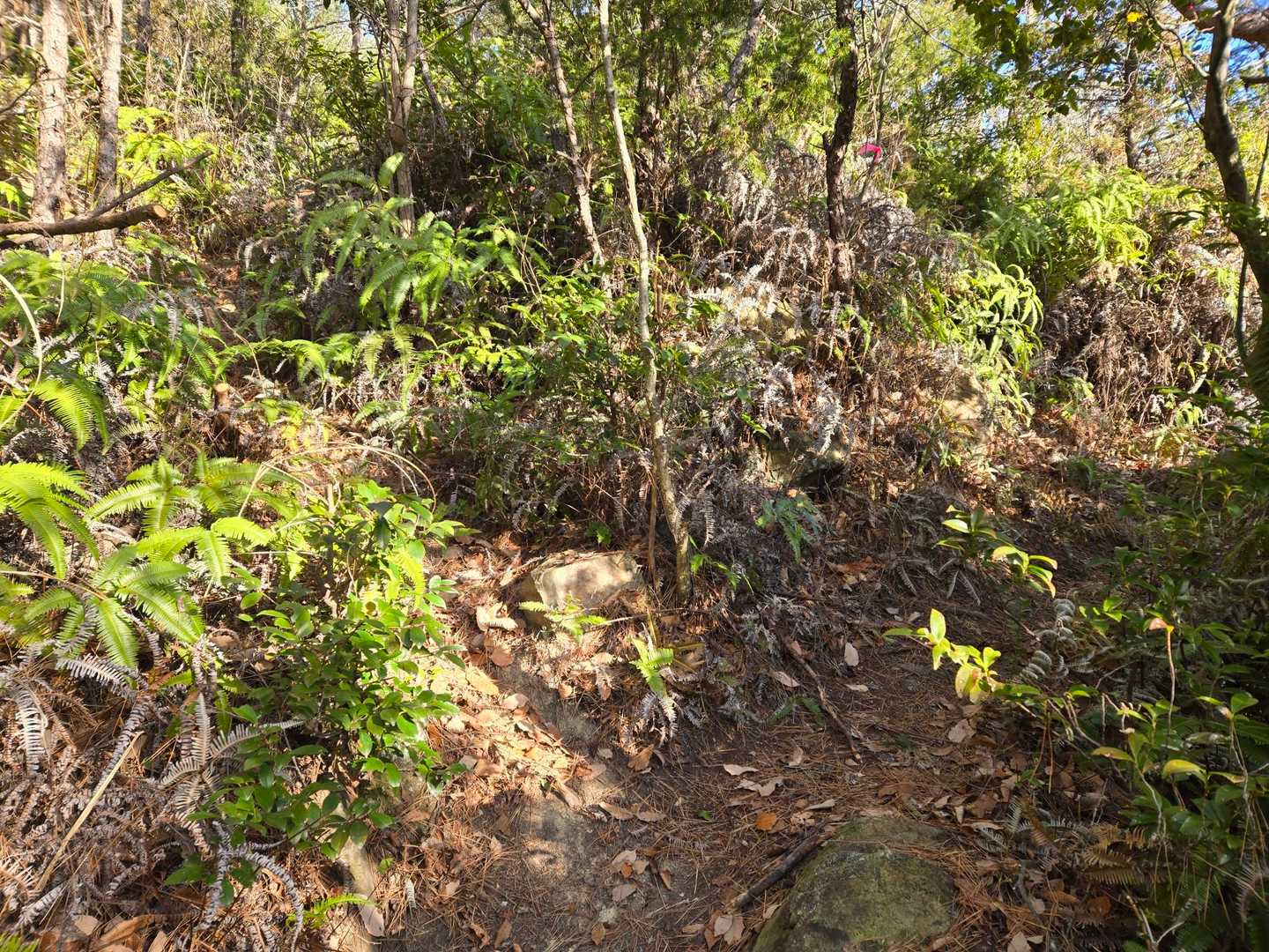 この分岐はフィールドメモでは｢右｣に進むと書かれていますが、｢左｣に進んでも先で合流します。
