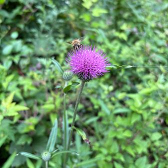 ノハラアザミと🐝さん