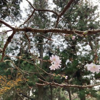 可憐で凛とした可愛い花🌸