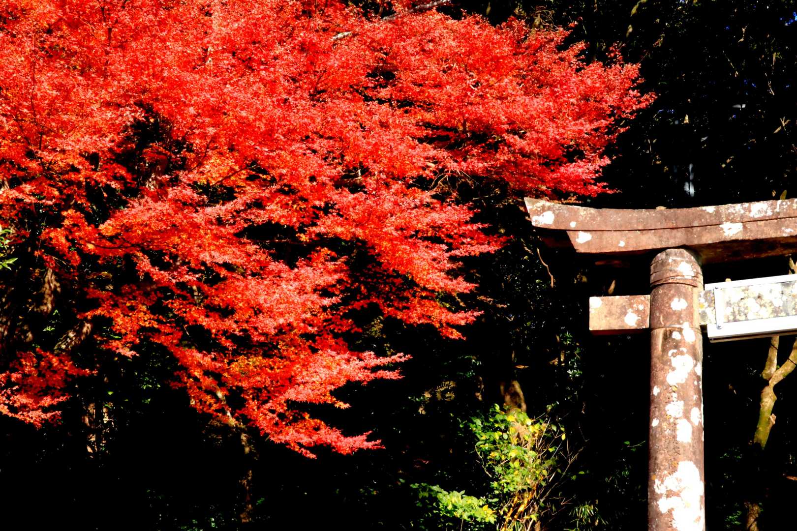 金刀比羅神社の紅葉が美しい❗️