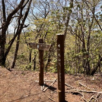 水辺とはお別れして稜線に上がって畦ヶ丸
結構登ってきたけど、後半戦なので