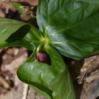 エンレイソウの
つぼみ