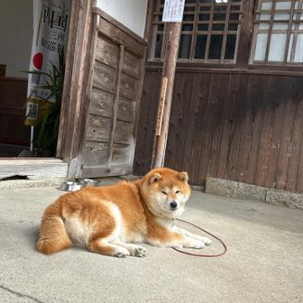 秋田犬かと思いきや