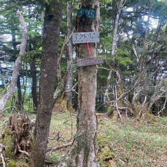 イタドリ山到着
本来はこの先に小笹平がありそこでテントを張りたかったのですが、場所をきちんと調べていなかったので見つけられず、戻ることにしました