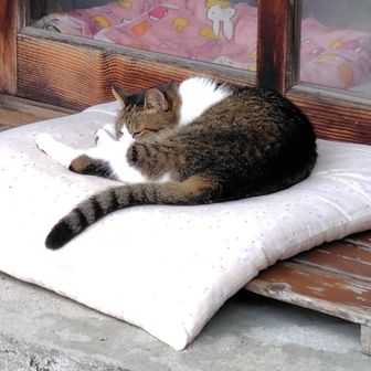 気持ちよさそう🐱