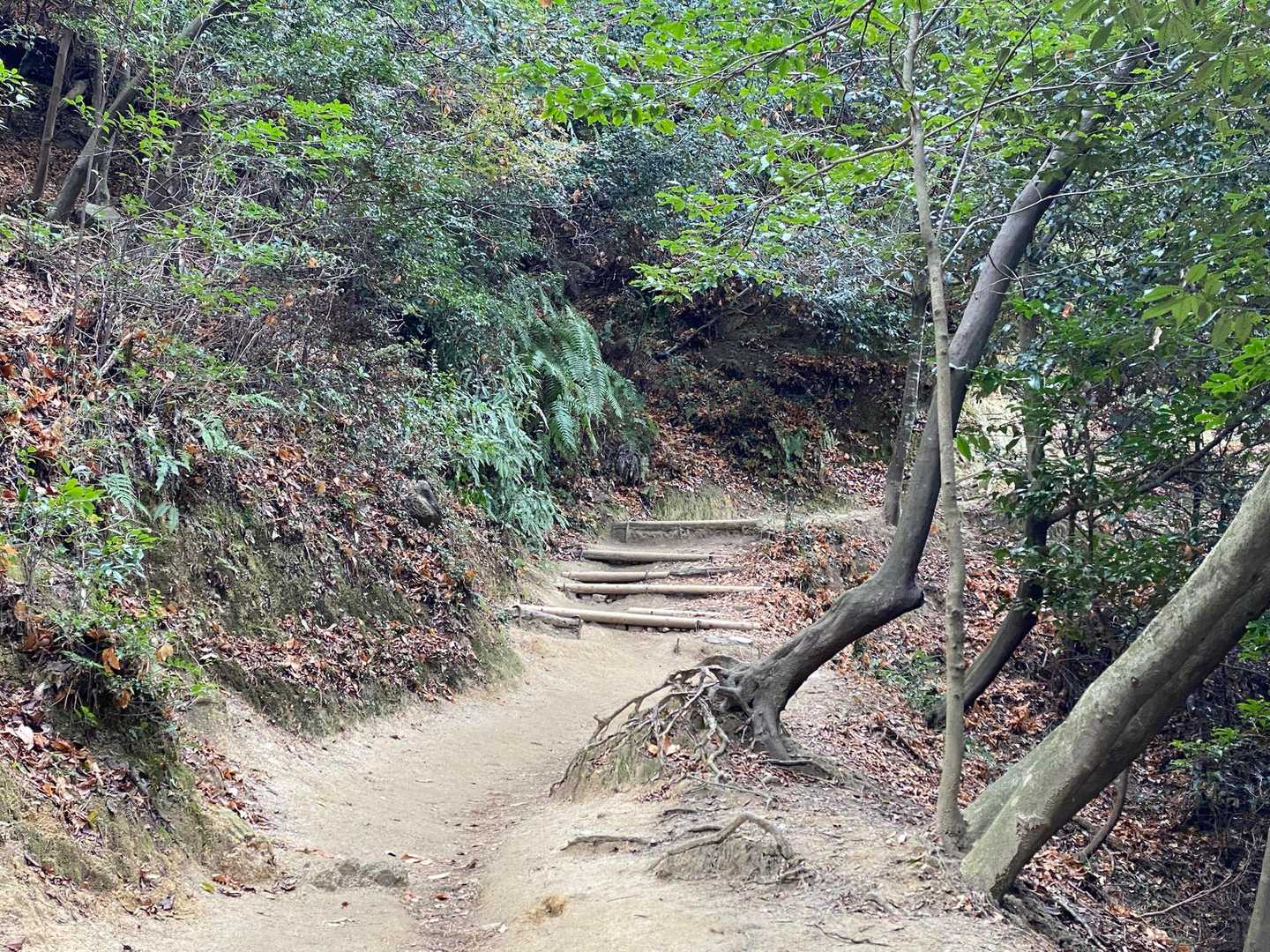 歩きやすい道です
