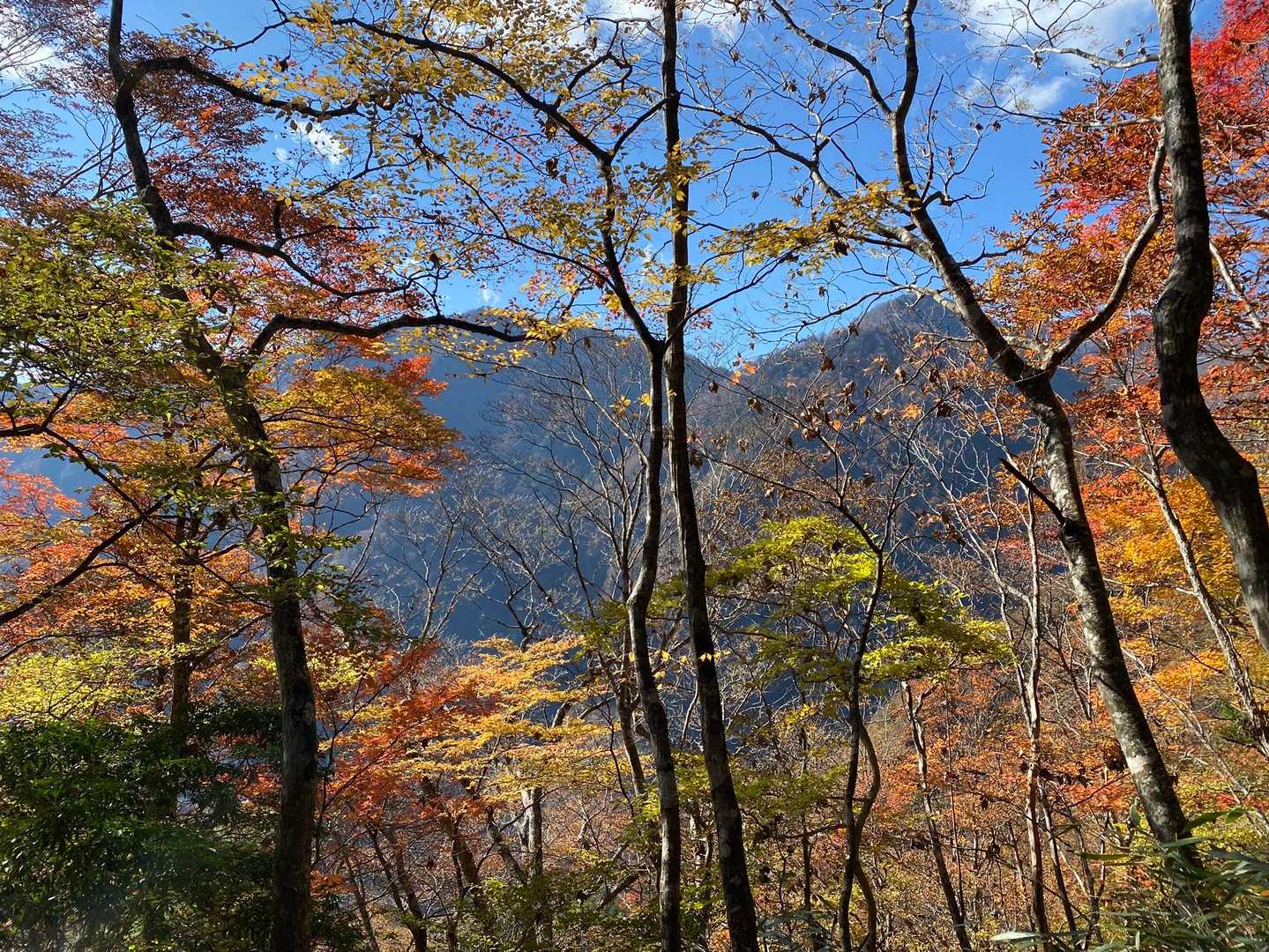 うひょひょひょ🍁