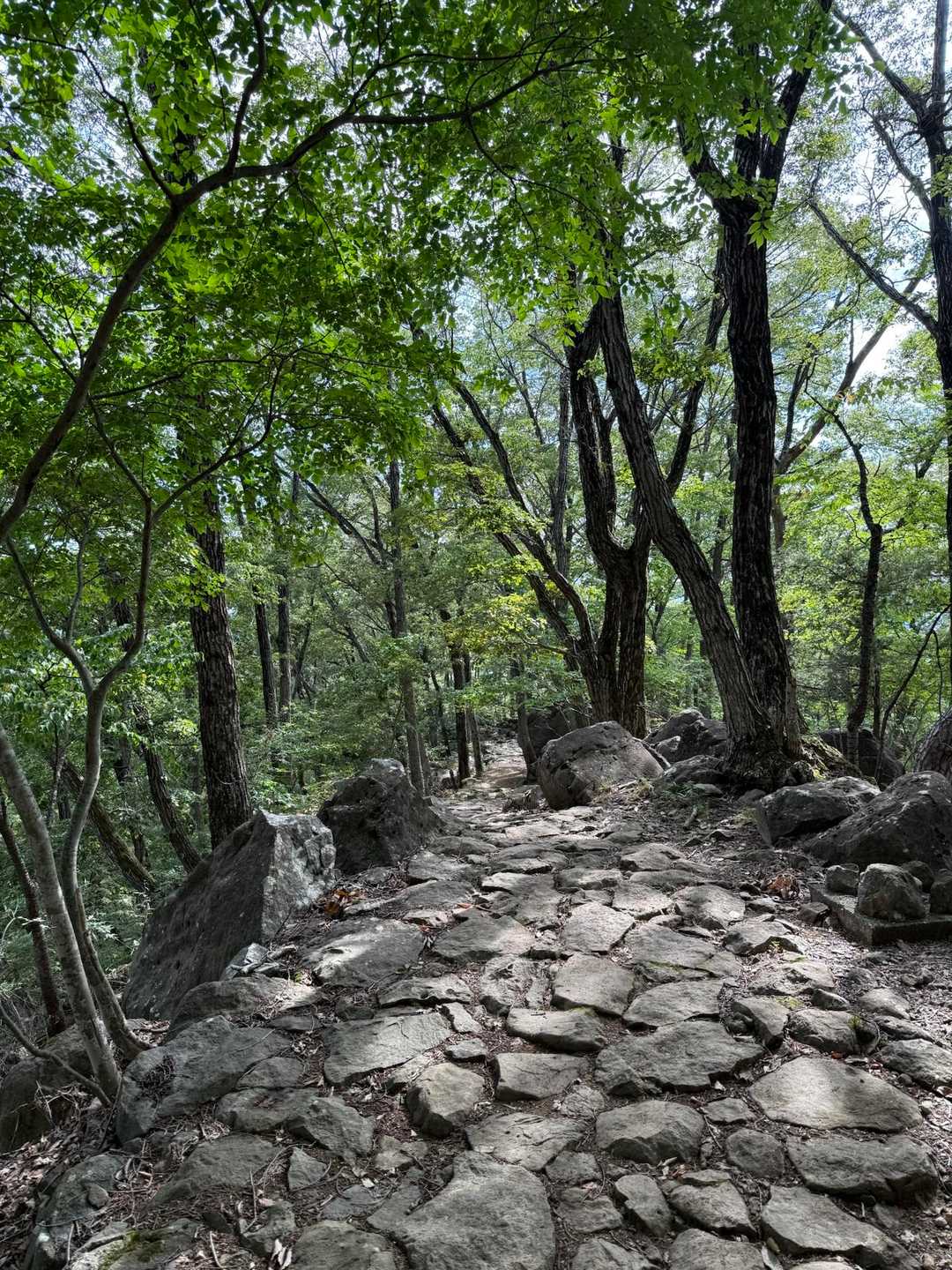 湯村山登山口-法泉寺山 往復コースの写真