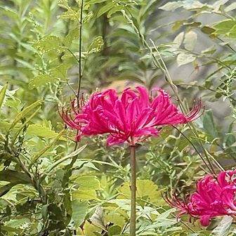                                 🌺 花活 📸
