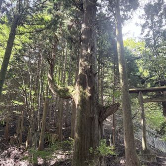 腰掛け杉は、枝がちょっとハニワっぽい