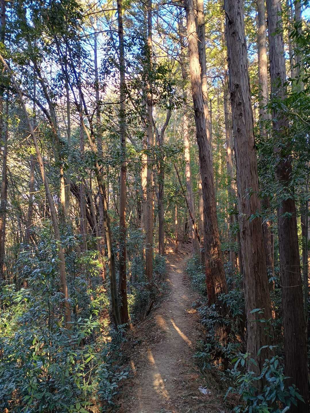 スタート時間を遅らせたので、陽射しがやわらかい🌞