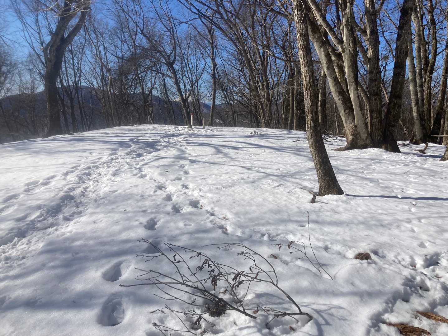山頂は広い