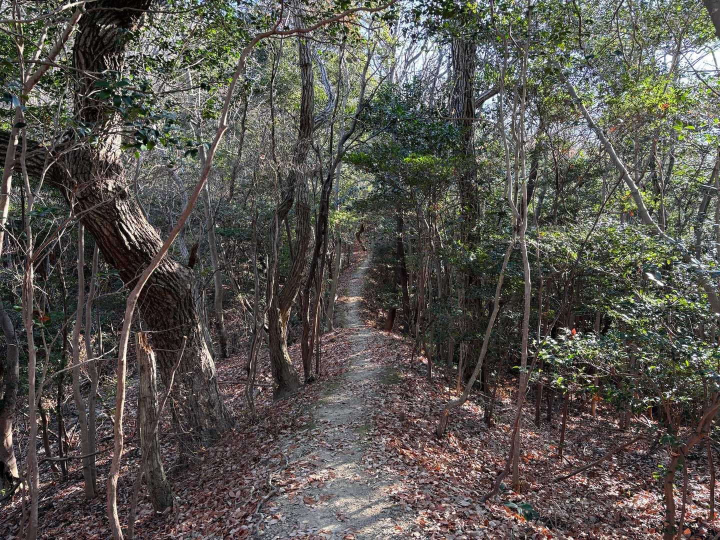 好きな道。