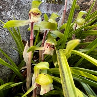 春蘭
春蘭は終わりがけ。