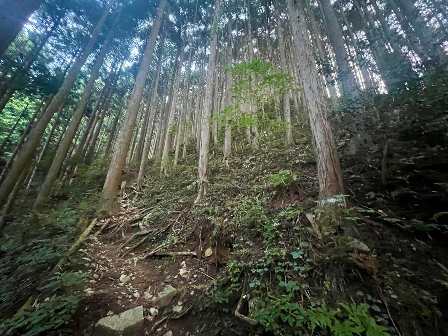 千早城入口-金剛登山口バス停-千早本道登山口-転法輪寺-金 周回コースの写真