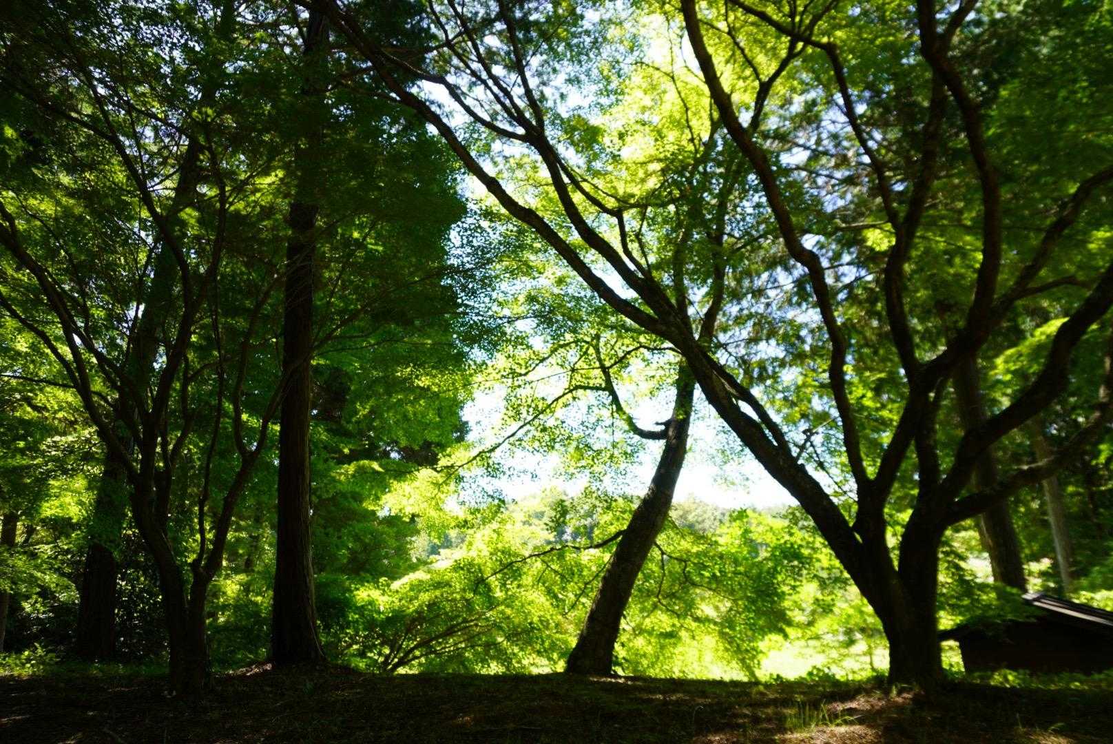 三上山-龍泉寺-龍王山-最上稲荷山妙教寺 縦走コースの写真