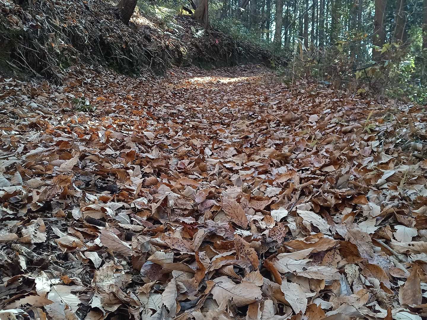 モフモフの登山道🍂