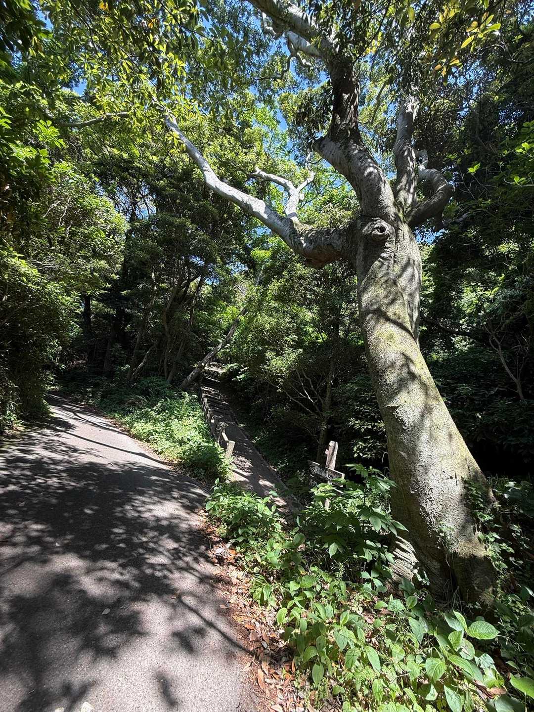 分岐とは…
わたしは右から行きたいので！
わたしの人生は右に進むぅぅぅ〜

後悔しないよ〜だ🍀