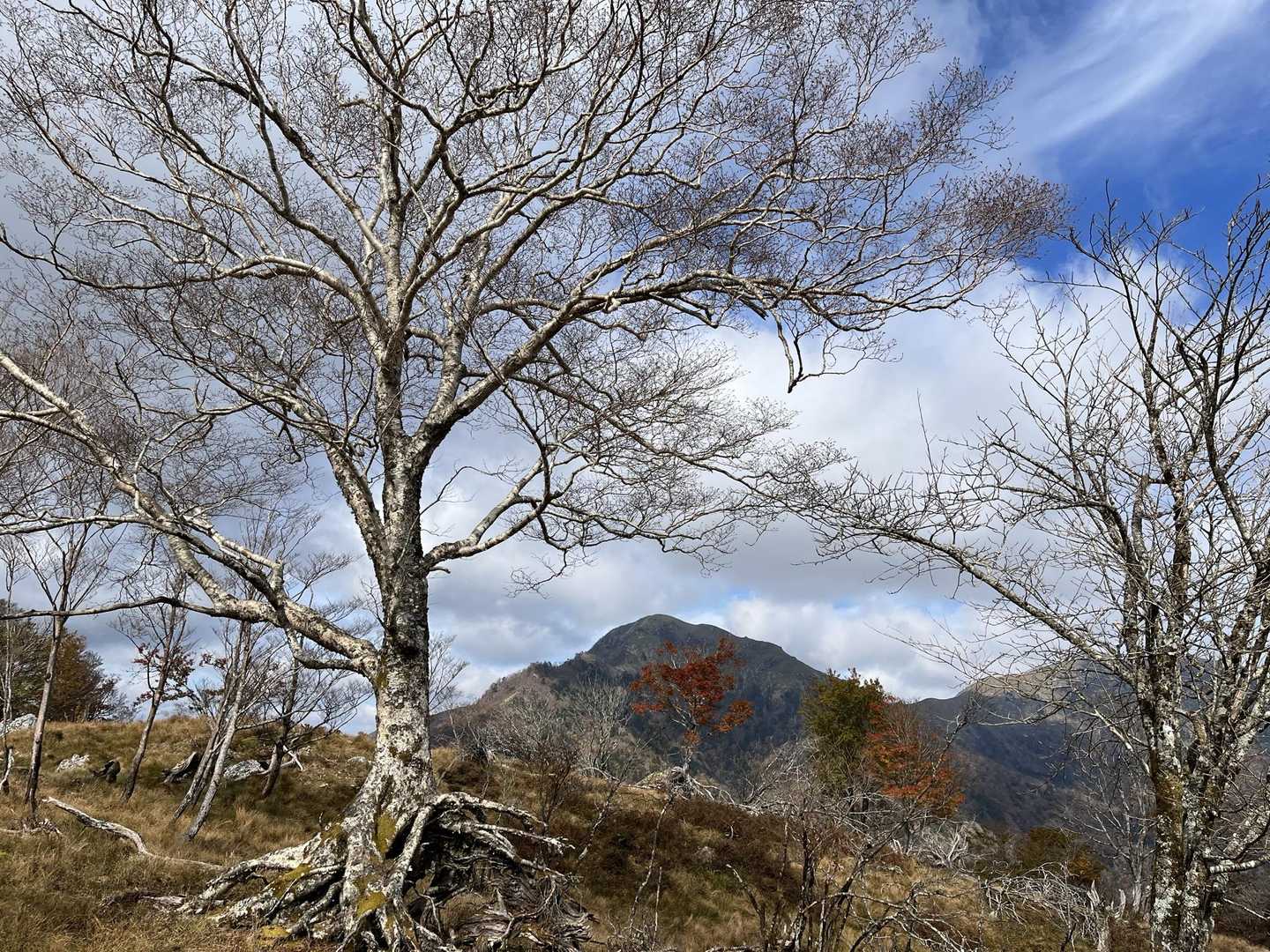根上がりの木と次郎笈⛰
