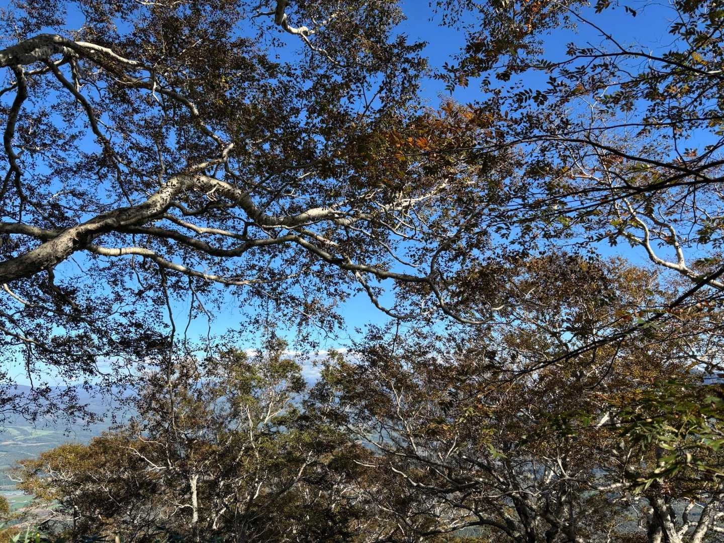 上部の紅葉はダメ、
紅葉にならず枯れてました