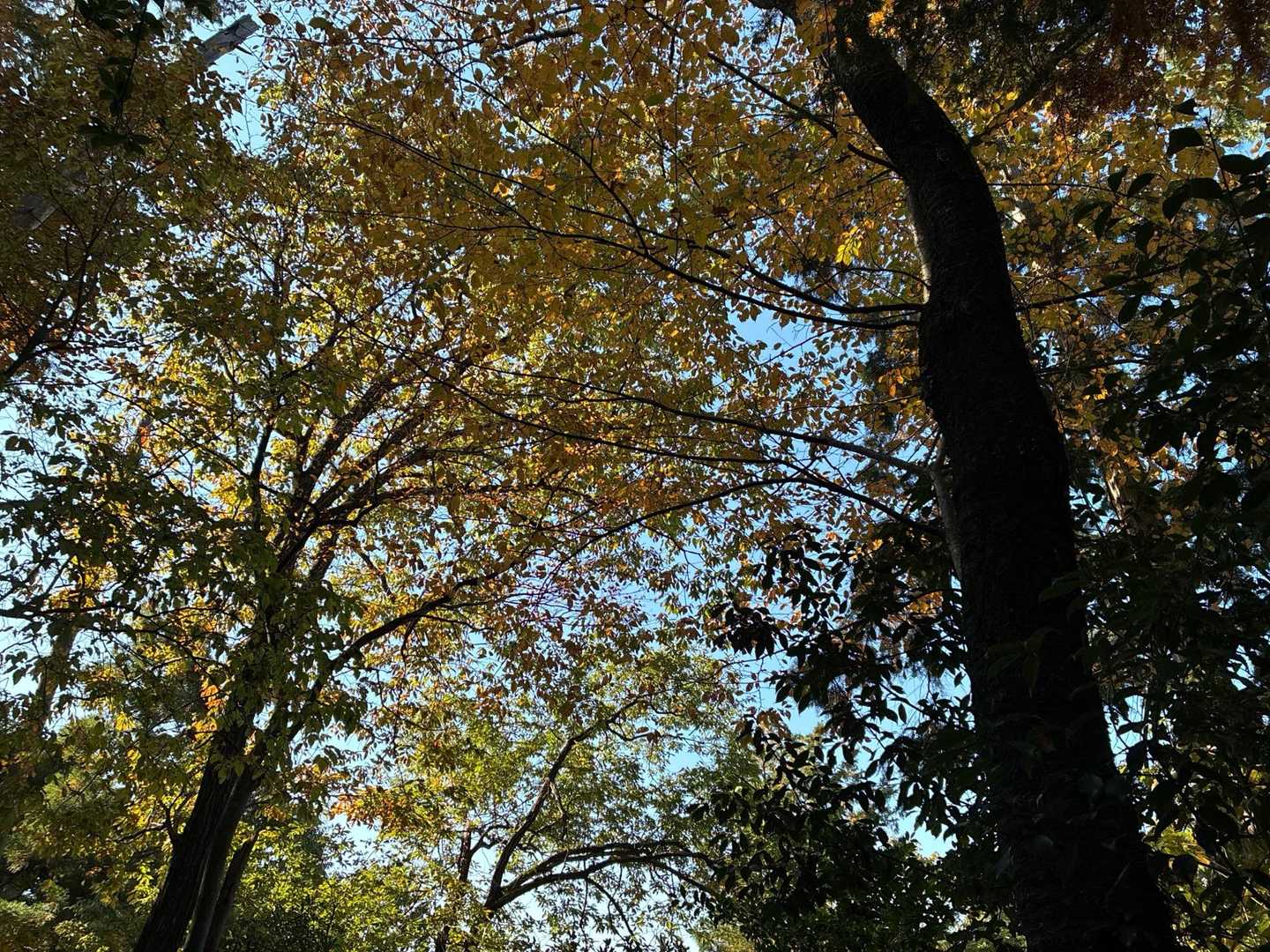 ずっと足元ばかり気にしながら歩いていると…
偶には上を見上げたくなる🍁