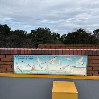 鷹🦅がいるそうです