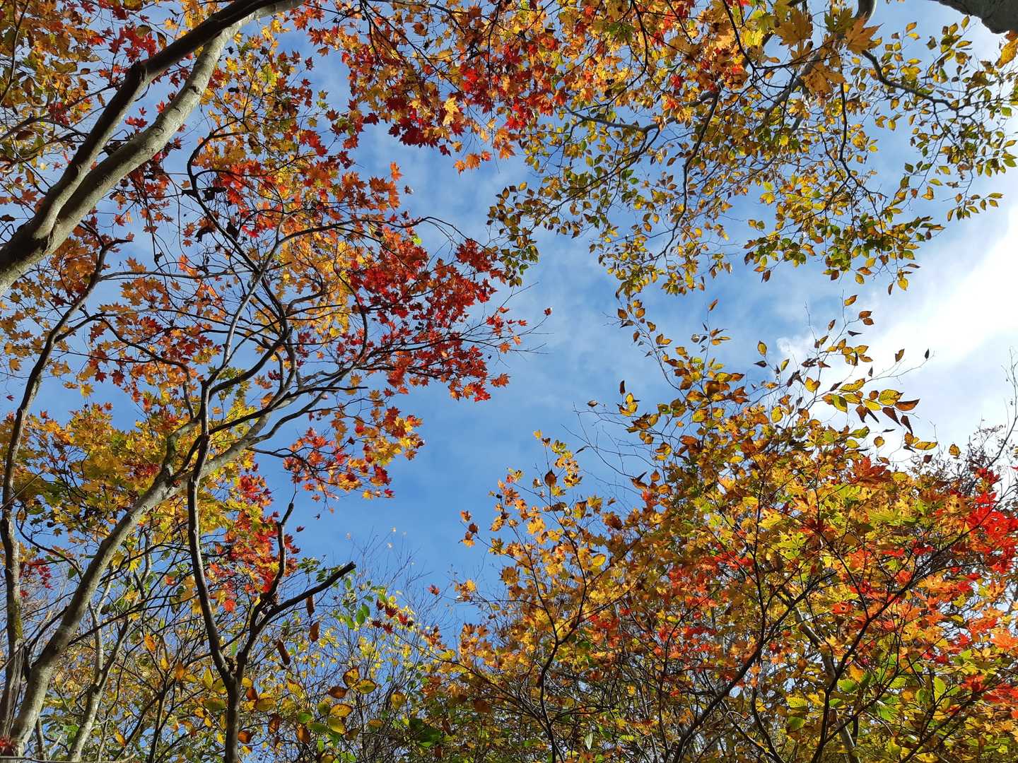 🍁