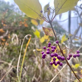 お久しぶり♡の
紫式部