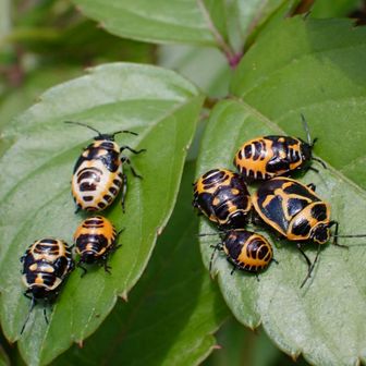 「ナガメ」っていうカメムシの子供たち

