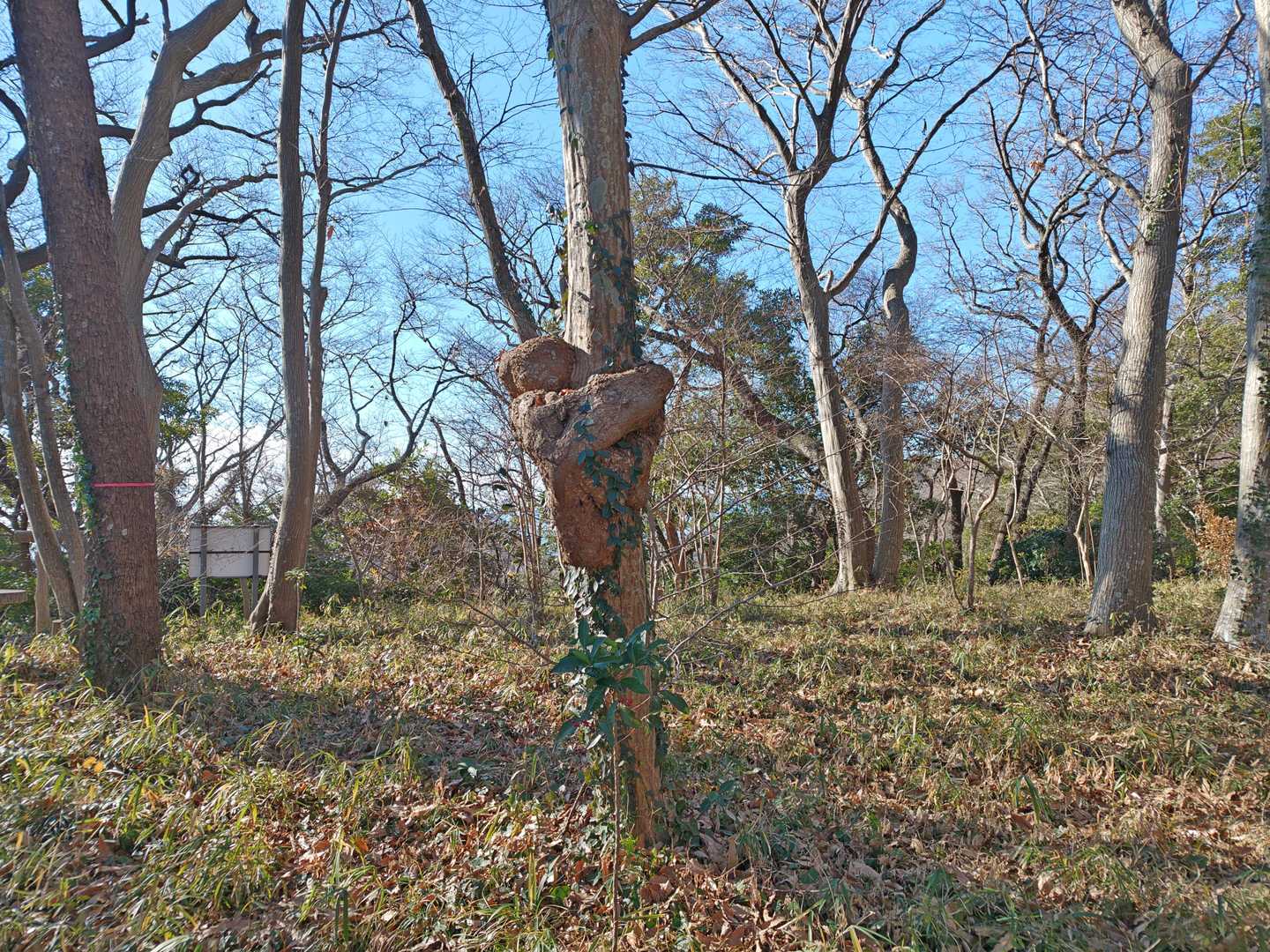 抱きついているように見える。