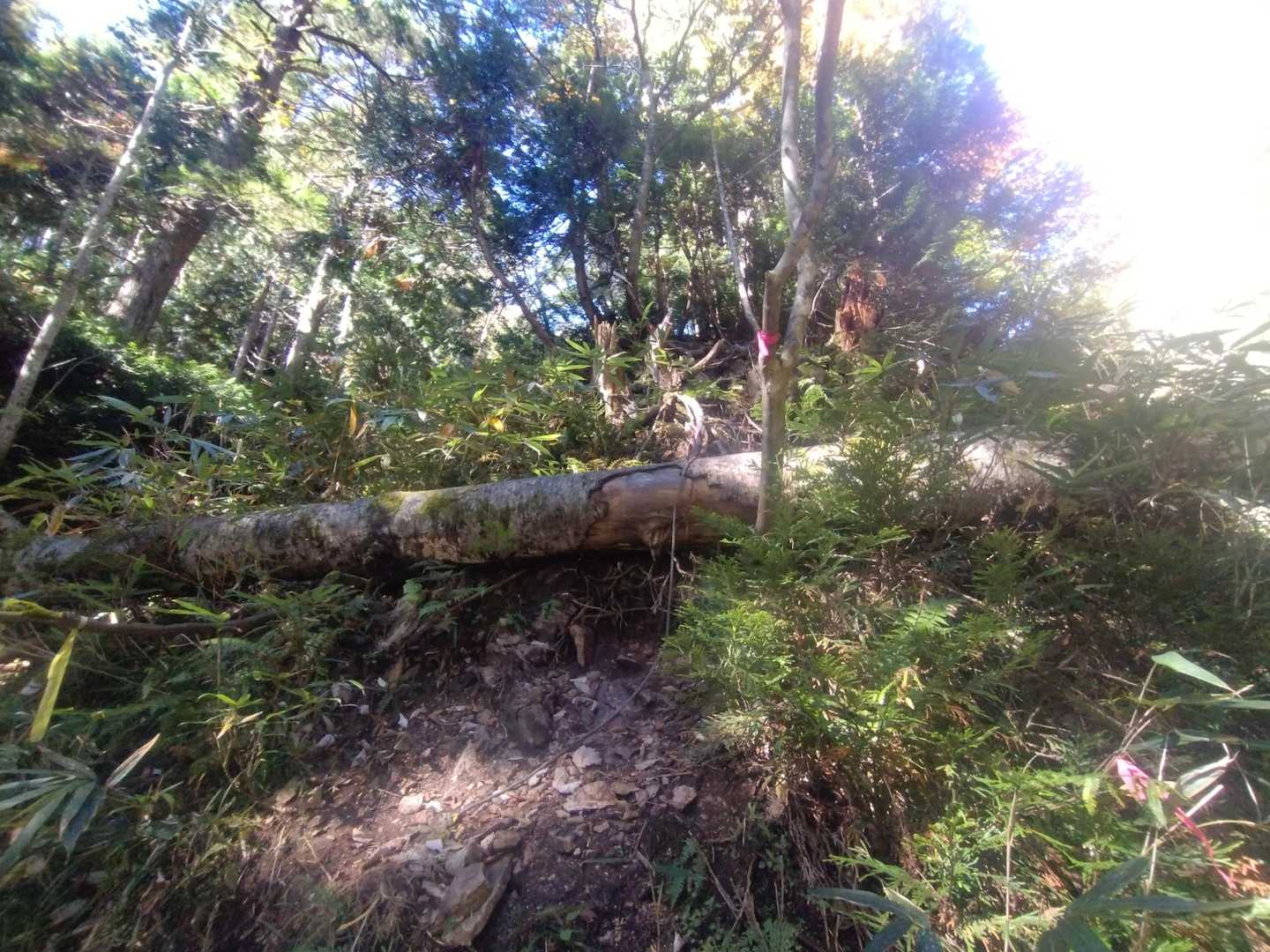 尾根道への取り付き
倒木が邪魔してます