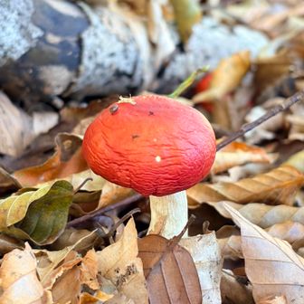 キノコ🍄
