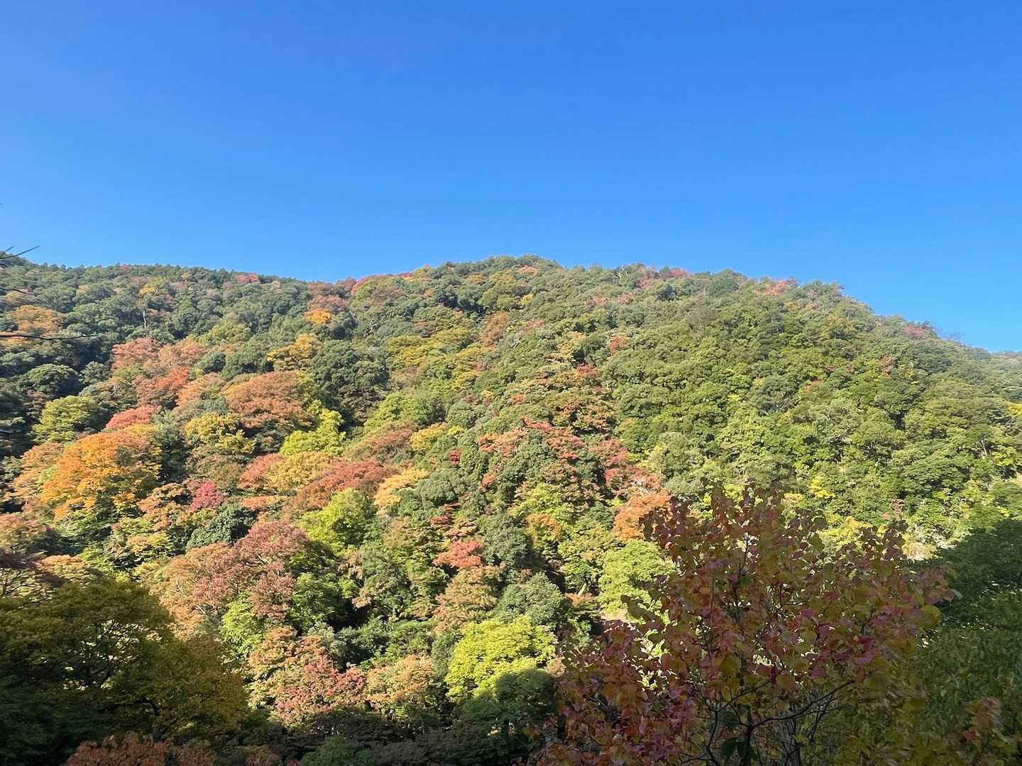 石子詰登山口-天上ヶ岳-三国峠-箕面山 往復コースの写真