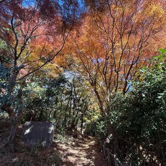 粟ヶ岳の中腹は紅葉🍁見頃ですよ☺️