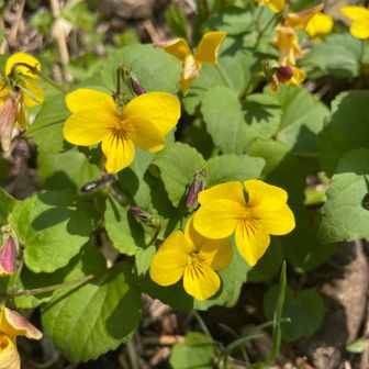 高草山研究会の方々が苦労して整備しているので盗掘したら死刑！
柵の中に足を踏み入れての撮影も絶対ダメです🙅‍♂️