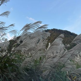ススキがおつかれさまと言っている？🌾