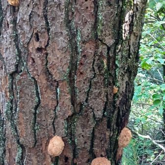 群生している、立派。食べるなら5－6人分位？　採りませんけど。