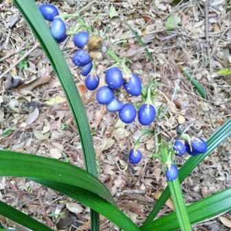 飯盛神社のヤブラン？